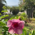 Lisa Ray Instagram - I heard it said: Spirituality is creating experiences of meaning. Sharing a glimpse of how we amused ourselves creating memories and meaning with trumpet flowers and Jimmy the dog @hilton_shillim @dharana_shillim (Special appearance by Jimmy)