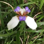 Lisa Ray Instagram - Spotted my first Hong Kong wild grown orchid on a hike to the peak. #nofilter