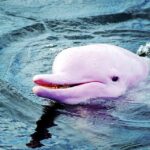 Lisa Ray Instagram - Heard of the pink Dolphins of Lantau Island/Hong Kong? Neither had I...these rare and intriguing creatures are trying to keep their head above water and survive in the busy and over developed waters around Hong Kong. #Travelista