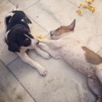 Lisa Ray Instagram – Pups at play. #Kalighat #Kolkata #Travelista