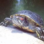 Lisa Ray Instagram – Great people and turtle watching in Central HK. #instaturtle #HongKongPark