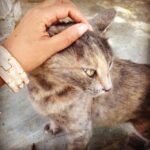 Lisa Ray Instagram - Made a friend while wandering through #Plaka. #travelistatales #felinefriends #Athens