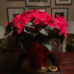 Lisa Ray Instagram - It’s beginning to look a lot like Christmas... Don’t you just adore this five alarm fire bloom? poinsettias say: mask up when you’re out, save all your flash for moody lighting at home.