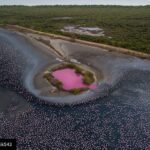 Lisa Ray Instagram - Repost from @pratik543 using @RepostRegramApp - ANOTHER STUDY IN PINK A bloom of Pink water seen at Talawe wetland amid a flamboyance of Flamingos in Navi Mumbai May 2020. Experts said the colour could be due to an explosive blooming of red algae that thrives in saline water, espe-cially as the summer picks up and the wetland loses water. The bloom has been identified as rare and first-of-its-kind occurence for Mumbai Metro- politan Region by Bombay Natural History Society (BNHS) that plans to take samples of the water for study. While researchers were unsure of what may have caused it, BNHS and independent microbiologists presume that the colour is from micro- scopic algae. “Owing to high salinity in the area, it looks like an algal bloom. #flamingoes #algae #migratorybirds #pink #everydaymumbai #everydayindia #everydayeverywhere #reportagespotlight #gettyimages #instagram #instadaily #picoftheday #insta_maharashtra #desi_diaries #_soimumbai #indiaphotoproject #MyPixelDiary #creativeimagemagazine #thingstodoinmumbai #wildlife #nature #wildlifephotography #dji #worldmigratorybirdday #wwf #wwfindia #natgeoindia #natgeoyourshot #bbc #bbcearth