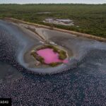 Lisa Ray Instagram – Repost from @pratik543 using @RepostRegramApp – ANOTHER STUDY IN PINK

A bloom of Pink water seen at Talawe wetland amid a flamboyance of Flamingos in Navi Mumbai May 2020.
Experts said the colour could be due to an explosive
blooming of red algae that
thrives in saline water, espe-cially as the summer picks up
and the wetland loses water. 
The bloom has been identified as rare and first-of-its-kind
occurence for Mumbai Metro-
politan Region by Bombay Natural History Society (BNHS)
that plans to take samples of the
water for study. While researchers were
unsure of what may have
caused it, BNHS and independent microbiologists presume
that the colour is from micro-
scopic algae. “Owing to high salinity in the
area, it looks like an algal
bloom.

#flamingoes #algae #migratorybirds #pink #everydaymumbai #everydayindia #everydayeverywhere #reportagespotlight #gettyimages #instagram #instadaily #picoftheday #insta_maharashtra #desi_diaries #_soimumbai #indiaphotoproject #MyPixelDiary #creativeimagemagazine #thingstodoinmumbai #wildlife #nature #wildlifephotography #dji #worldmigratorybirdday #wwf #wwfindia #natgeoindia #natgeoyourshot #bbc #bbcearth