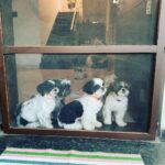 Ma Ka Pa Anand Instagram – 😍🤗#puppy