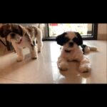 Ma Ka Pa Anand Instagram – Proffu #puppylove #puppy