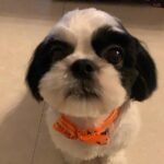 Ma Ka Pa Anand Instagram – Professor after new make over 🐶😍🥰🤩