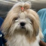 Ma Ka Pa Anand Instagram – Meet toffu the darling