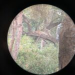 Ma Ka Pa Anand Instagram – Dec 29 evening 5pm #mudumalaitigerreserve @ashwath_saravanan_m thru a binocular and my phone , took so much time u get a shot , still I guess it’s ok 👍🏻, god bless the leopard 🐆