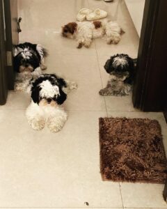 Ma Ka Pa Anand Instagram - Find the carpet ?