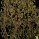 Ma Ka Pa Anand Instagram - Photograph by Dr. Dilip Agarwal.- Night Vision. There are no leaves.Zoom for better vision!!