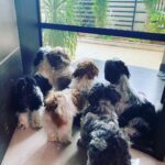 Ma Ka Pa Anand Instagram – Our carpet design #puppy