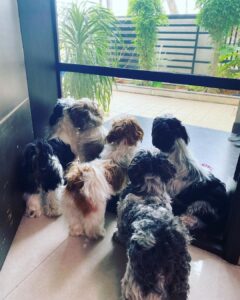 Ma Ka Pa Anand Instagram - Our carpet design #puppy
