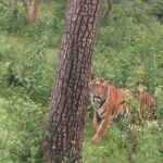 Ma Ka Pa Anand Instagram – #mudumalai tiger reserve