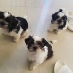 Ma Ka Pa Anand Instagram - Three rascals