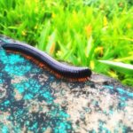 Ma Ka Pa Anand Instagram - Nuwara eliya, Srilanka 🌾🌾🌾🍃