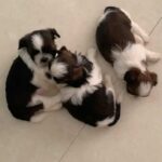 Ma Ka Pa Anand Instagram – Puppy love ❤️ #puppy
