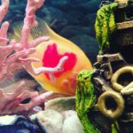 Ma Ka Pa Anand Instagram – New member in my tank