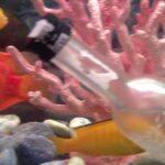 Ma Ka Pa Anand Instagram – My fish tank