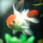 Ma Ka Pa Anand Instagram – My fish tank in home