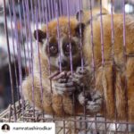 Mahesh Babu Instagram – #Repost • @namratashirodkar Please join me today in supporting the Declaration to #EndtheTrade, a global call from @global_wildlife_conservation, @thewcs and @wildaid to put an end to all commercial collection and sale in markets of wild terrestrial animals (particularly of birds and mammals) for consumption. Your voice matters and together we can show governments that public opinion around this issue is strong. This is among the most important decisions that the world community can make today to prevent another pathogen from jumping from animals to humans and spreading around the world. Click the link in my bio to find out more and to sign the declaration. 📷: E Bennett / WCS