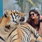 Malvika Sharma Instagram - This tiger is trained to be around people since the time he was born.Tiger cubs at Tiger Park are so cute, playful and mischievous ❤🐯 They are not being sedated or tranquilised because if that were the case these cubs would not have been so playful 😊 Tiger PARK Pattaya