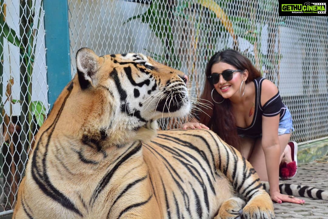 Malvika Sharma Instagram - This tiger is trained to be around people since the time he was born.Tiger cubs at Tiger Park are so cute, playful and mischievous β€π― They are not being sedated or tranquilised because if that were the case these cubs would not have been so playful π Tiger PARK Pattaya