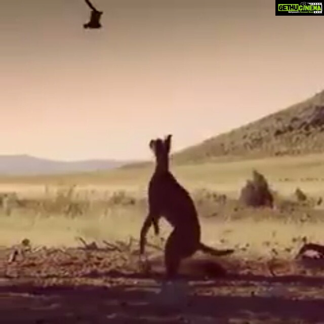 Natasha Suri Instagram - #wildlife#nature#animalinstinct