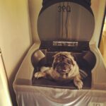 Natasha Suri Instagram - #mylove#pet#pug#don#washingmachine
