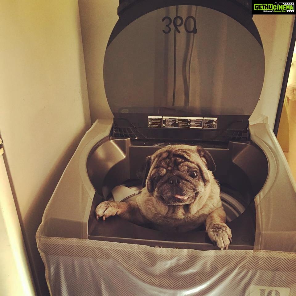Natasha Suri Instagram - #mylove#pet#pug#don#washingmachine