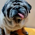 Natasha Suri Instagram - My beta..My Don. #NatashaSuri #Don #PugLife