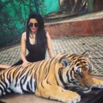 Natasha Suri Instagram - Oh how I miss those carefree and wild pre-corona days!! That's my up close encounter with some majestic tigers in Chiang Mai, Thailand. PS: The tiger is not drugged, sedated or harmed, apparently. The trainers said the cats are trained to co-exist with humans. Dunno how true!! I do agree it's not an ideal situation anyway. #natashasuri