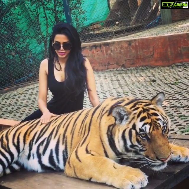 Natasha Suri Instagram - Oh how I miss those carefree and wild pre-corona days!! That's my up close encounter with some majestic tigers in Chiang Mai, Thailand. PS: The tiger is not drugged, sedated or harmed, apparently. The trainers said the cats are trained to co-exist with humans. Dunno how true!! I do agree it's not an ideal situation anyway. #natashasuri