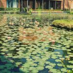 Natasha Suri Instagram - I always make it a point to sit by this beautiful pond during my stays at the #ITC Sonar Kolkata Hotel. #itcsonarkolkata