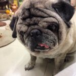 Natasha Suri Instagram - My jaan..My Don❤️ #pug #pugsofinstragram #10yrsold