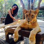 Natasha Suri Instagram - Check out Leo the lion's expressions & moods in each frame...Adorable! However ,no animals should be caged, They belong to nature, into the wild🙏..! #Thailand Tiger Kingdom Mae Rim Chiang Mai