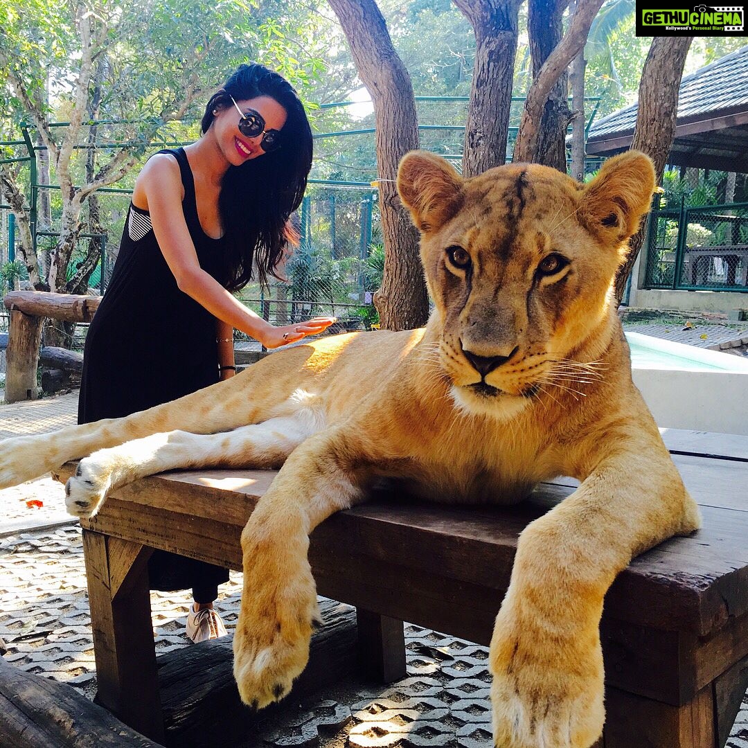 Natasha Suri Instagram - Check out Leo the lion's expressions & moods in each frame...Adorable! However ,no animals should be caged, They belong to nature, into the wild🙏..! #Thailand Tiger Kingdom Mae Rim Chiang Mai