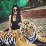 Natasha Suri Instagram - Im told these cats are not drugged or sedated! Although I absolutely believe that wild animals shud never be caged🙏!! #ChiangMai #Thailand Tiger Kingdom Mae Rim Chiang Mai