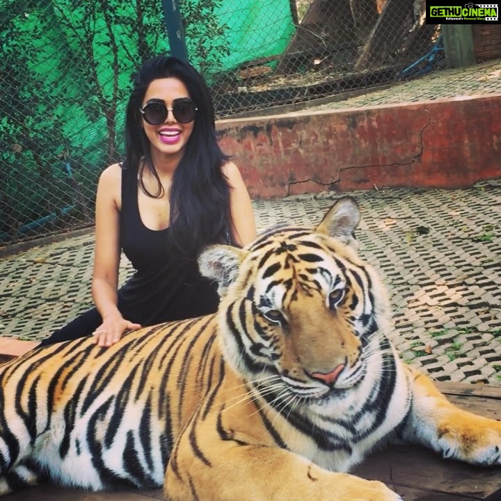 Natasha Suri Instagram - Im told these cats are not drugged or sedated! Although I absolutely believe that wild animals shud never be caged🙏!! #ChiangMai #Thailand Tiger Kingdom Mae Rim Chiang Mai