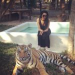 Natasha Suri Instagram - 'Tiger Kingdom' in Chiang Mai in Thailand. They claim they dont sedate or drug the tigers/lions. These majestic animals belong in the ferocious wild, in the jungles & not in cages. They are NOT meant to be caged!🙏 Tiger Kingdom Chiangmai