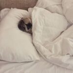 Natasha Suri Instagram – #Don! My cookie love! Refuses to wake up..Lazy one! Dramebaaz!#don#pug#dogsofinstagram#puglove