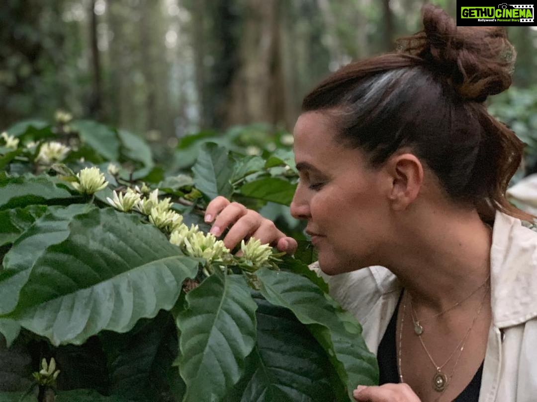 Neha Dhupia Instagram - Wake up and smell the coffee ☕️... ( literally n figuratively 😜) 📸 @ashishjparmar #coorg COORG - The Scotland Of India