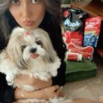 Neha Sharma Instagram - Joy deserves only the best and hence I choose Drools. Ever since we switched to @droolsindia , Joy eagerly awaits meal times and every now and then I reward her with some Drools treats for being such a cutie! Maybe next time we’ll show you the happy twirl she does when she gets her fill! 😍 #Drools #FeedRealFeedClean #Joy #DogFood #FoodForDogs #DogNutrition #cute  #beautiful #instagood #RealChicken #healthydogfood #DogofInstagram #Dog #PetCare #Pets #PetsOfInstagram #WhatsGoodForYourDog  #HappyDog  #DogLife #FurryFriends