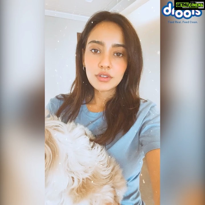 Neha Sharma Instagram - Join @droolsindia raise funds on their initiative ‘Feed The Strays’. This lockdown period has been hard for everyone but especially for the strays and abandoned animals. They have lost their daily feeders and are struggling to survive. For every donation you make, Drools will make an additional donation of 25% in form of food to animal welfare NGO's. To donate click https://bit.ly/DroolsDonationDrive or visit @droolsindia . . . . #Drools #FeedRealFeedClean #FeedTheStray #DogFood #FoodForDogs #DogNutrition #cute #beautiful #instagood #RealChicken #healthydogfood #DogofInstagram #Dog #PetCare #Pets #PetsOfInstagram #WhatsGoodForYourDog #HappyDog #DogLife #FurryFriends