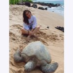 Neha Sharma Instagram - In Hawaii they say Honu is a symbol of good luck and wisdom.Feeling blessed to be in their company this afternoon...#feelinglucky🍀 🐢 #honu #hawaii #somethingaboutnovember Maui, Hawaii