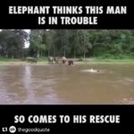 Nidhhi Agerwal Instagram - And this is why animals will always be better than human beings. Their natural instinct vs people’s selfish conditioning. We should all take a lesson or two from these superior beings. 🐘🌸#elephant #animals