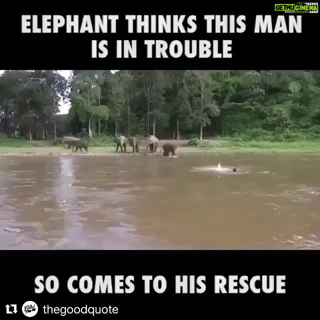 Nidhhi Agerwal Instagram - And this is why animals will always be better than human beings. Their natural instinct vs people’s selfish conditioning. We should all take a lesson or two from these superior beings. 🐘🌸#elephant #animals