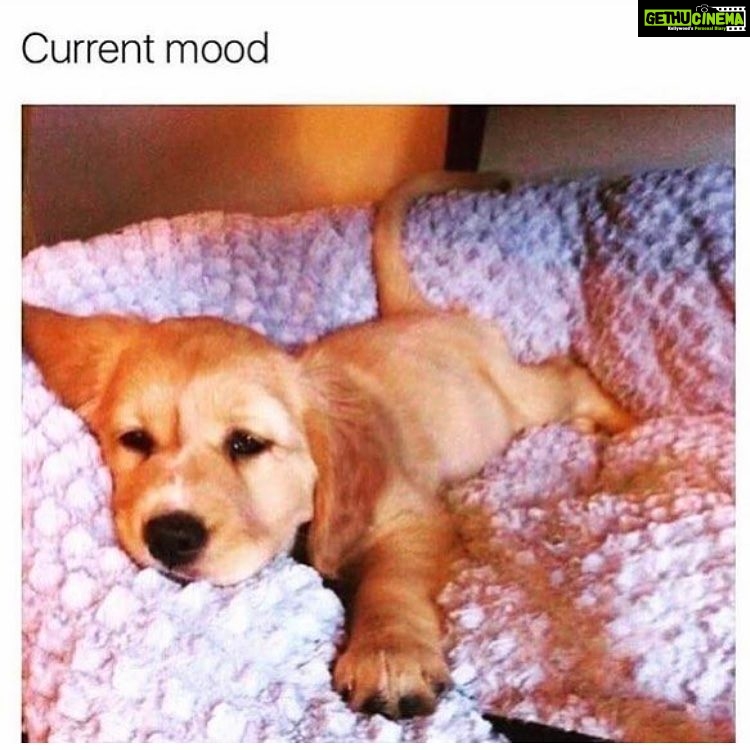Nidhhi Agerwal Instagram - πΆπ€#feelslikeasunday