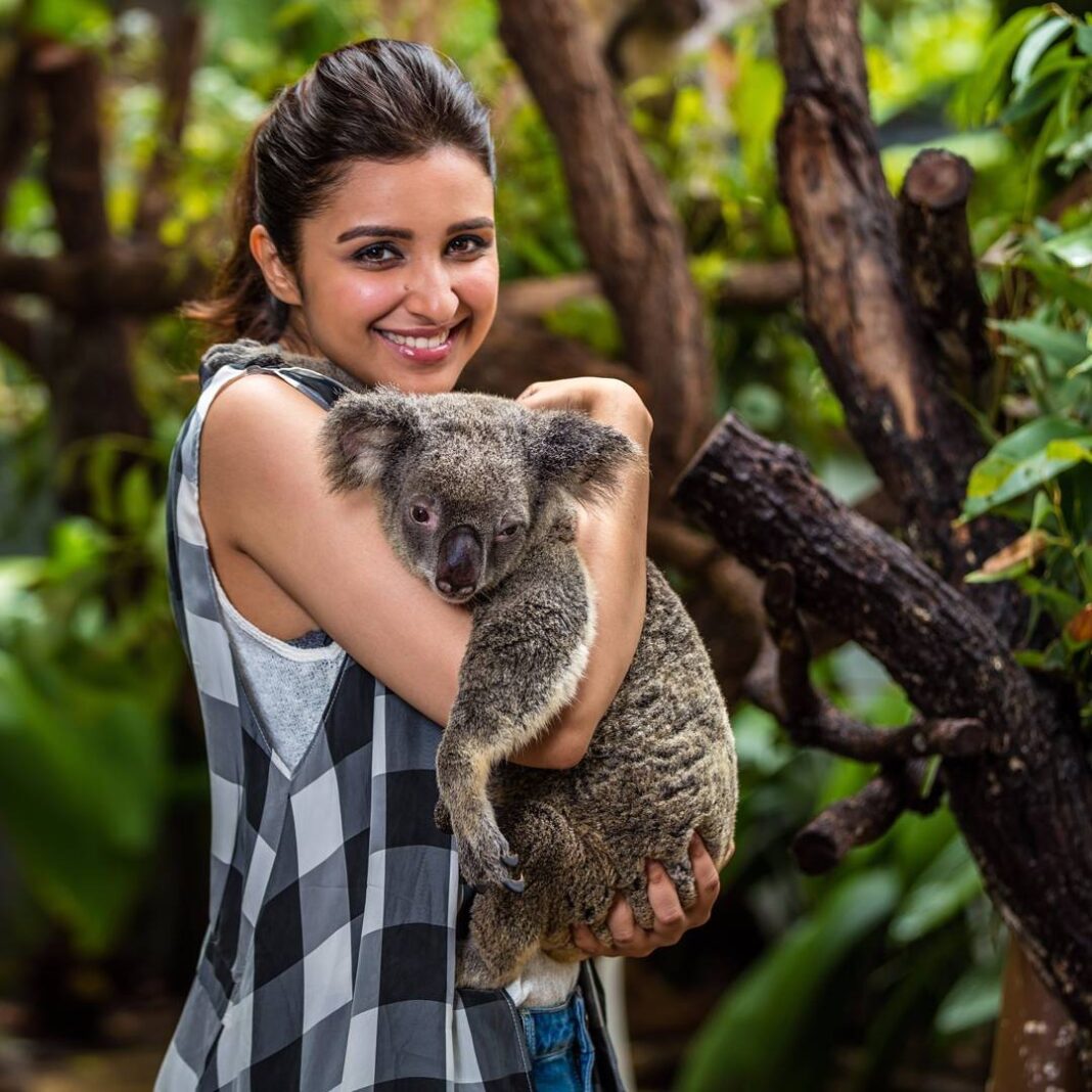 Parineeti Chopra Instagram - I am in love with this gorgeous koala!! Made a new Aussie friend at #KurandaKoalaGardens in @tropicalnorthqueensland!🐨 @queensland #exploreTNQ #thisisqueensland